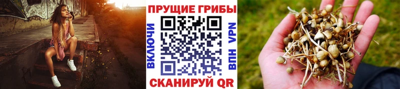 Псилоцибиновые грибы Psilocybe  Купить где  Балей 